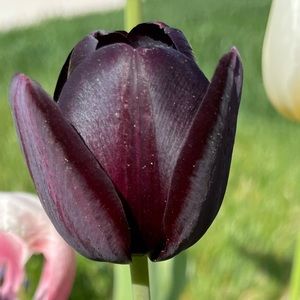 Meet your Posher, Michele